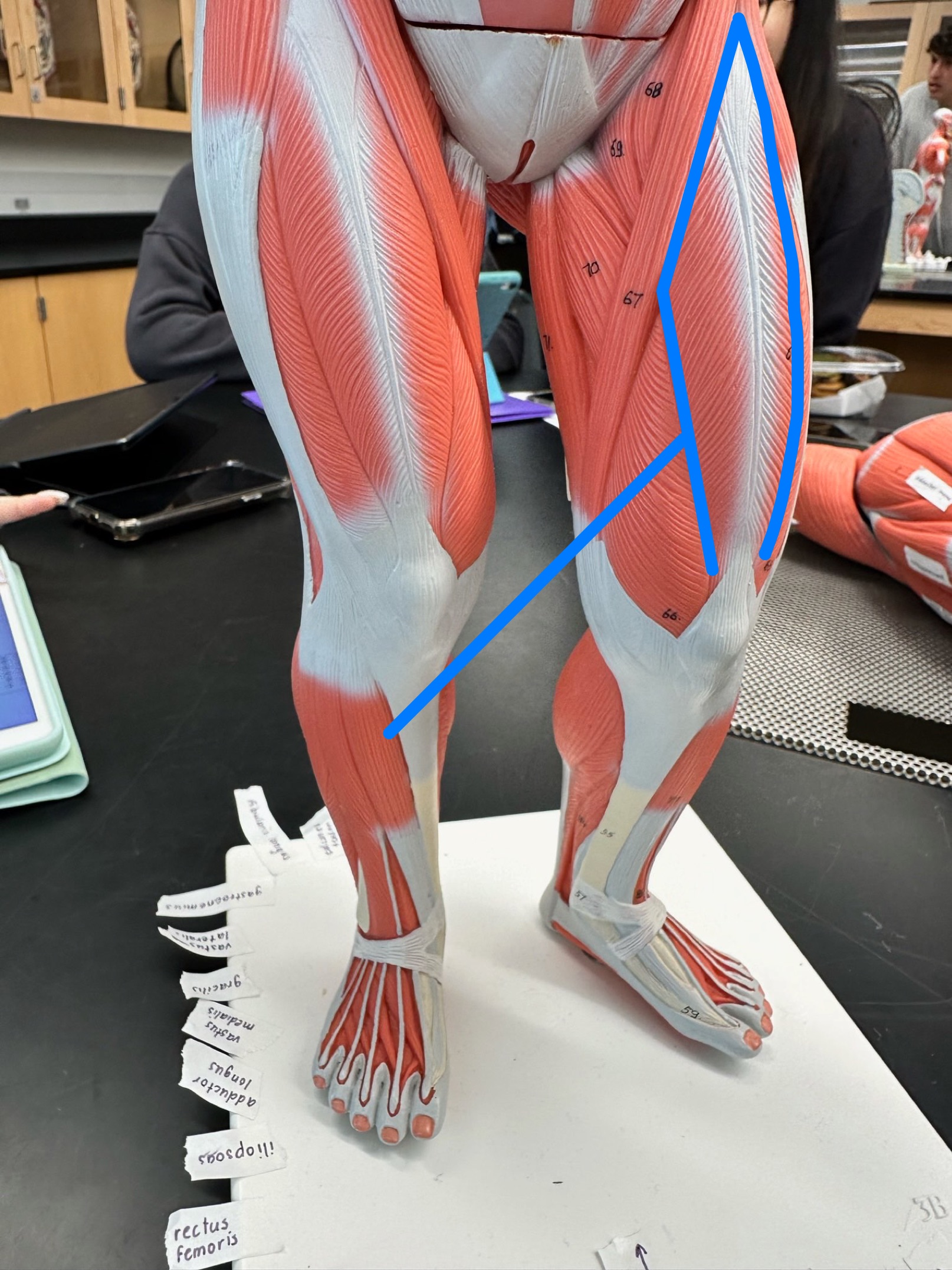 <p>ID muscle</p>