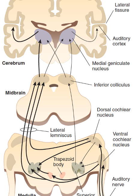 <ul><li><p> Auditory nerve activated</p></li><li><p>To medulla (cochlear nucleus)</p></li><li><p>To tectum in midbrain (inferior colliculus)</p></li><li><p>To thalamus (medial geniculate nucleus)</p></li><li><p>To primary auditory cortex (temporal lobe)</p></li><li><p>Each hemisphere ‘hears‘ from both ears, but ‘hears more‘ from contralateral ear (left ear→right temporal lobe)</p></li></ul>