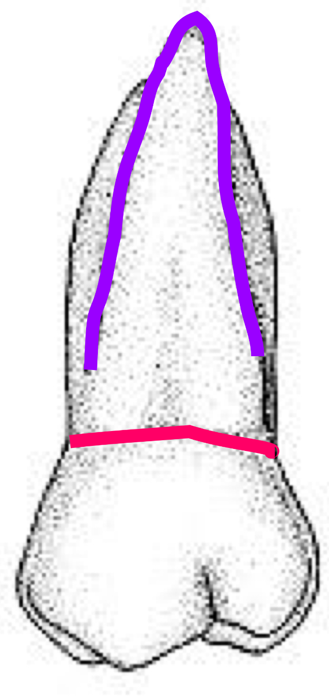 <p>Name the tooth and hi-lighted portions</p>