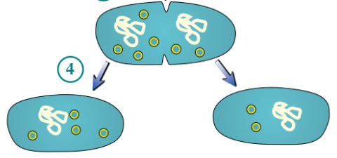 <ul><li><p>Cytoplasm <strong>divides</strong> → two <strong>daughter cells</strong> produced</p></li><li><p>Each daughter cell has <strong>one copy </strong>of <strong>circular DNA</strong>, but <strong>variable </strong>number of <strong>plasmid(s)</strong></p></li></ul><p></p>