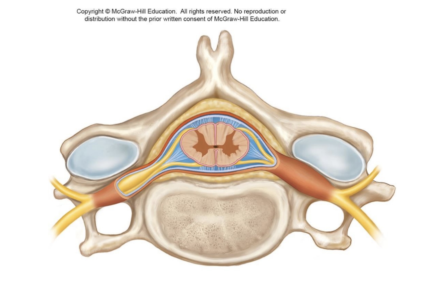 <p>what and where is the denticulate ligament </p>