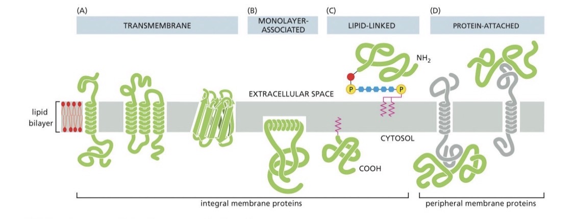 <p>Carry out functions in the membrane</p><p>Integral</p><ul><li><p>directly attached to bilayer</p></li><li><p>transmembrane/monolayer/lipid covalent attached</p></li></ul><p>Peripheral</p><ul><li><p>protein attached</p></li><li><p>Non-covalent interactions</p></li></ul><p></p>