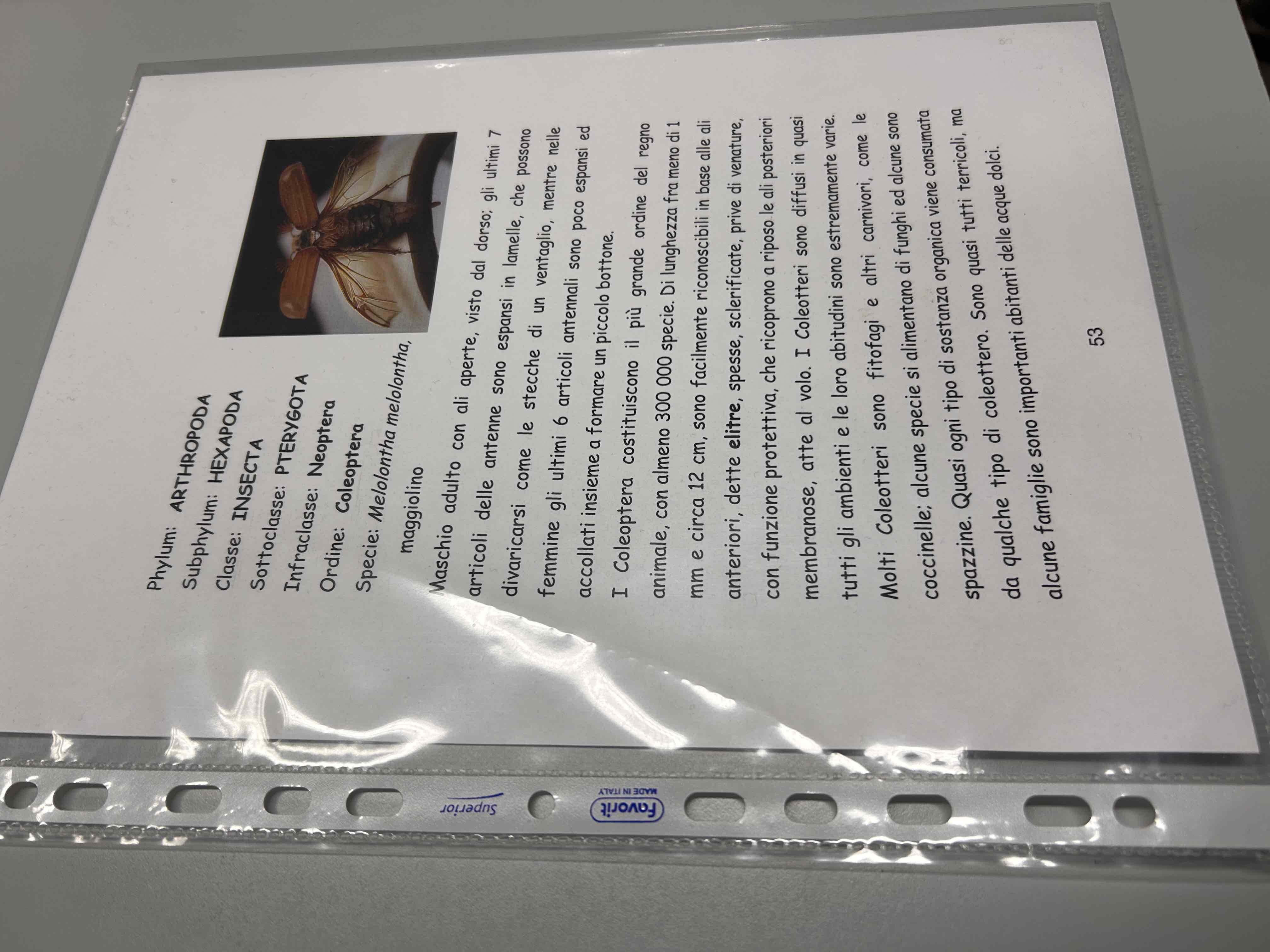 <p>Artropodi</p><p>Esapodi</p><p>Pterygota</p><p>Neotteri</p><p>Olometaboli</p><p>Coleptera</p>