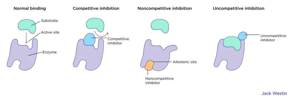 <ol><li><p class=""><strong>Competitive Inhibition</strong>: The inhibitor competes with the substrate for binding to the active site, increasing the apparent Km but leaving Vmax unchanged.</p><ul><li><p class=""><span style="color: blue"><strong>IN COMP you get “more Kills/Km”</strong></span></p><ul><li><p class=""><span style="color: red">Higher Km, same V<sub>max</sub></span><br></p></li></ul></li></ul><p class=""></p></li><li><p class=""><strong>Uncompetitive Inhibition</strong>: The inhibitor binds only to the enzyme-substrate complex, lowering both Km and Vmax.</p><ul><li><p class=""><span style="color: blue"><strong>UNCOMP, trying new characters so you’re lower at everything</strong></span></p><ul><li><p class=""><span style="color: red">Lower Km, lower V<sub>max</sub></span></p></li></ul></li></ul><p class=""></p></li><li><p class=""><strong>Non-competitive Inhibition</strong>: The inhibitor binds to an allosteric site, not affecting substrate binding (Km remains unchanged) but decreasing the enzyme's maximum activity (Vmax).</p><ul><li><p class=""><span style="color: blue"><strong>Non-Comp, non-Muslim dunya stays same but akhira decreases</strong></span></p><ul><li><p class=""><span style="color: red">Same Km, lower Vmax</span></p></li></ul></li></ul></li></ol><p class=""></p><ul><li><p class=""><strong>Competitive</strong>: Increases Km, <strong>Vmax unchanged</strong>.</p></li><li><p class=""><strong>Uncompetitive</strong>: Decreases Km, <strong>Vmax decreases</strong>.</p></li><li><p class=""><strong>Non-competitive</strong>: <strong>Km unchanged</strong>, <strong>Vmax decreases</strong>.</p></li></ul><p class=""></p><p class="">So, <strong>Vmax CAN increase</strong>, but not due to inhibition — only through <strong>activation</strong> or <strong>increased enzyme concentration</strong>.</p><p></p>