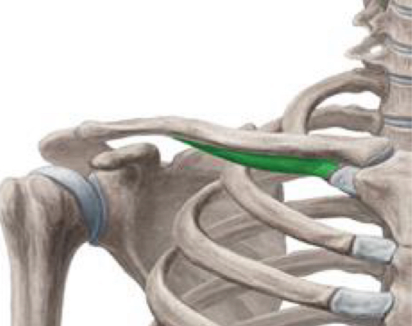 <p>What are the muscle actions of subclavius?</p>