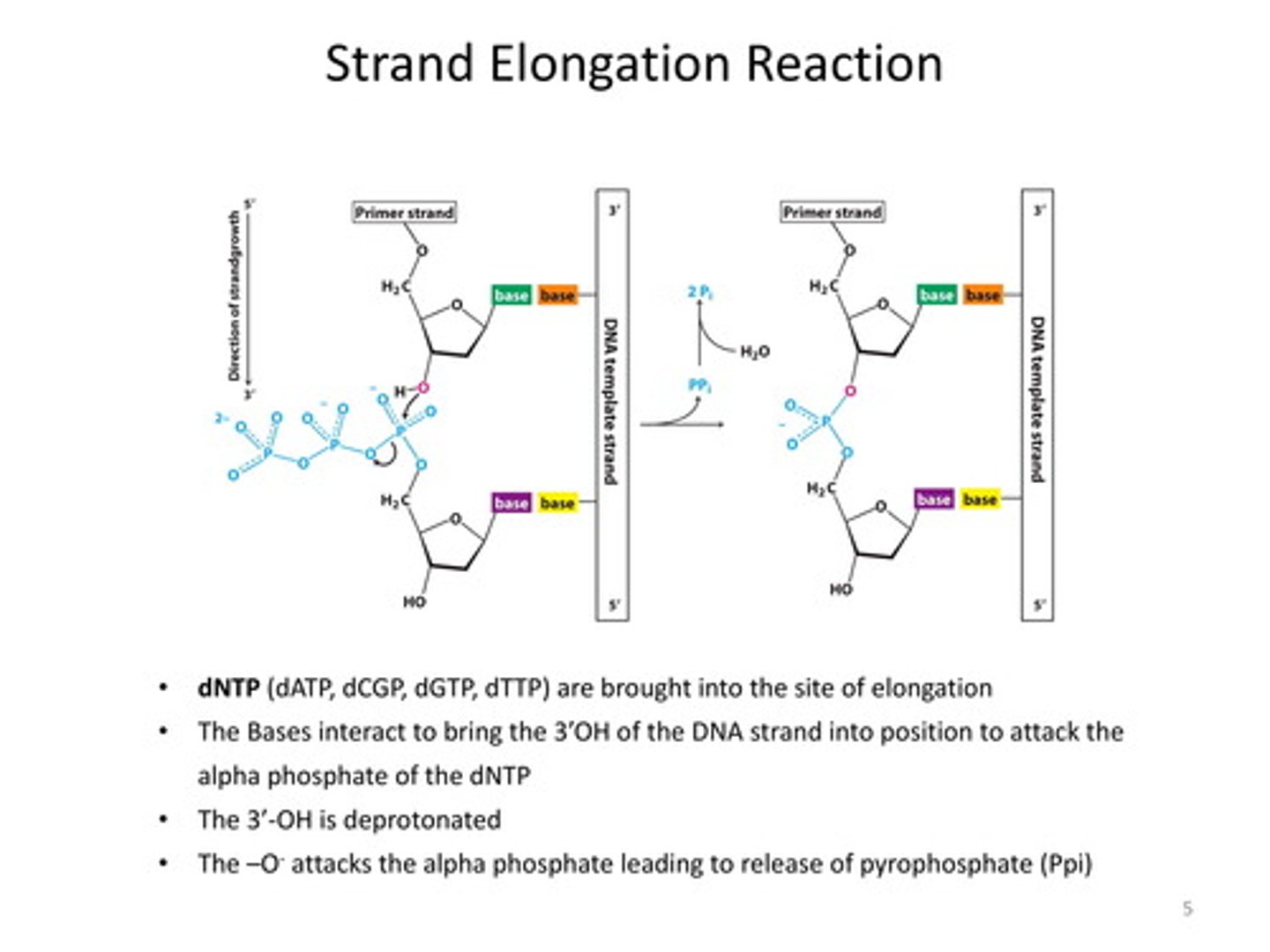 <p>two terminal phosphates cleaved off:</p><p>provides newly exposed 3'- OH</p>