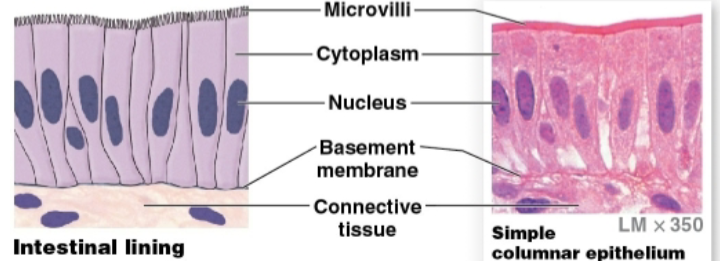 <p>Cells appear rectangular</p>