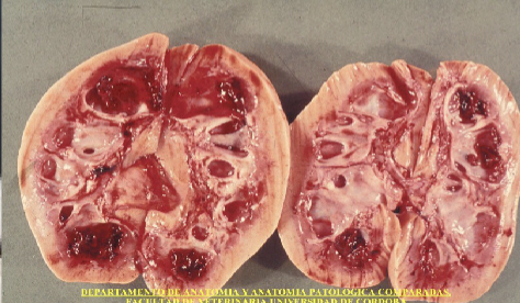 <p>Porcine cystitis and pyelonephritis (urinary infections)</p>