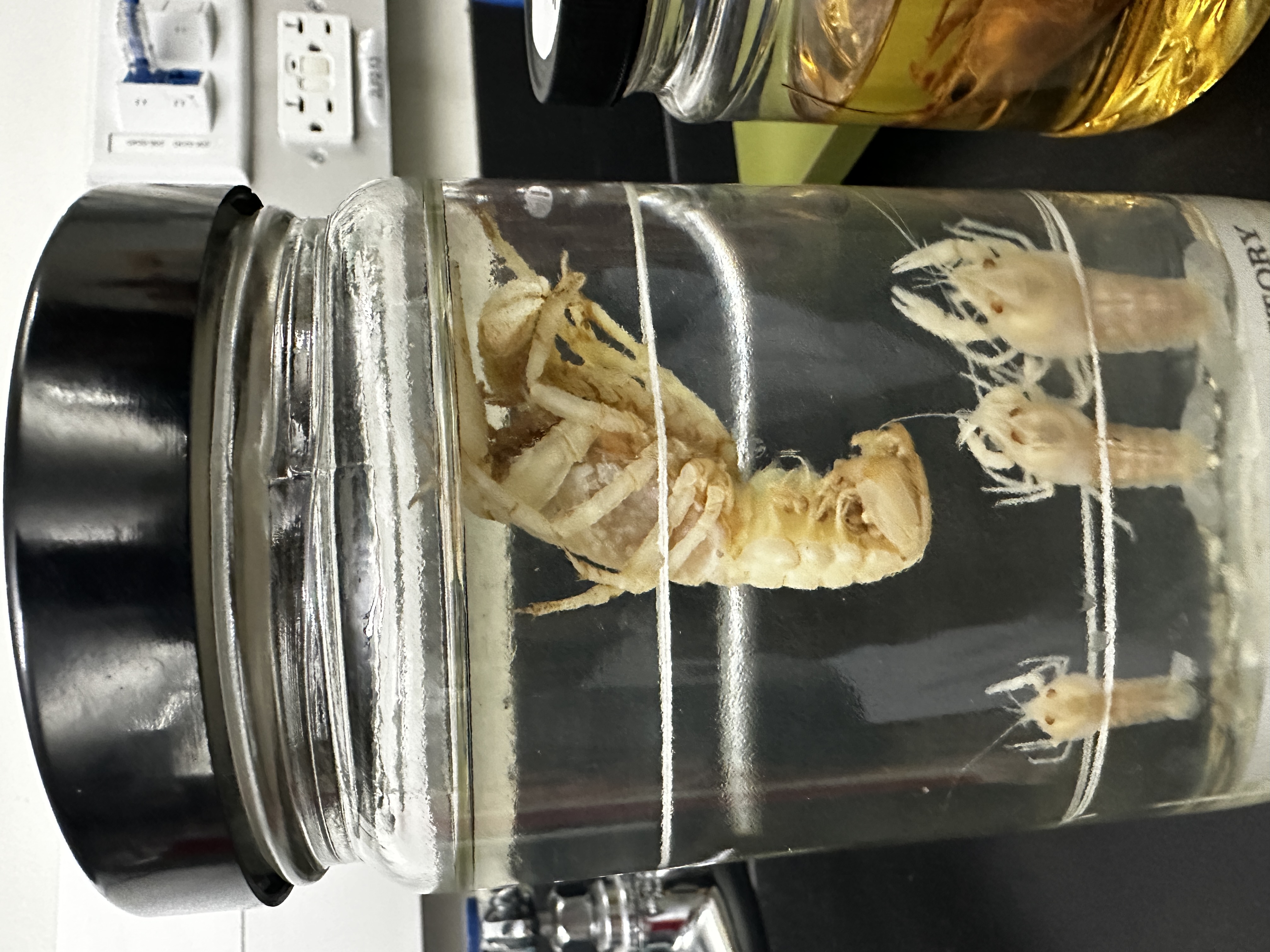 <p>Identify (Grouping(s), Phylum, Subphylum)</p>