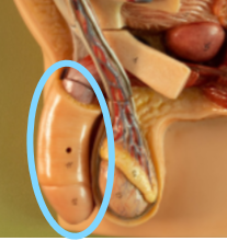 <p>Penis</p>