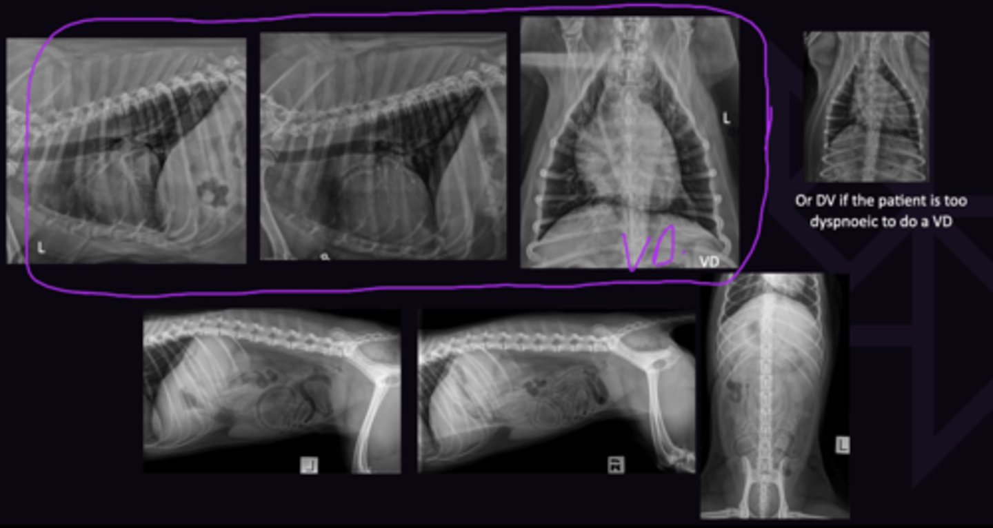 <p>1. Left Lateral, Right Lateral, Ventrodorsal Views</p><p>2. Left Lateral, right Lateral, Ventrodorsal Views</p><p>3. 2 Views of each limb. Always take radiographs of other limb for comparison. </p>