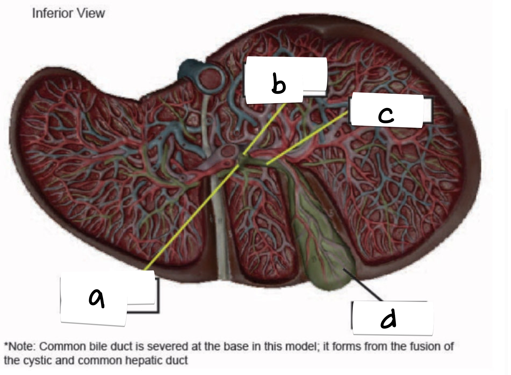 <p>what is labeled c on this diagram of the liver?</p>