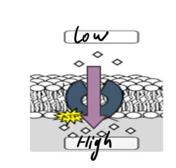 <p>atp (adenosine triphosphate, a type of energy) is used to move substances through a protein into or out of a cell</p>