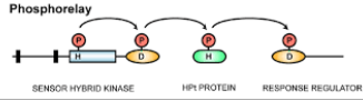 <p>aids phosphoryl group transfer to initiate a change in cell state or activity</p>