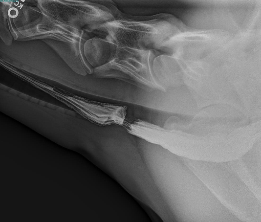 <p>barium swallow</p>