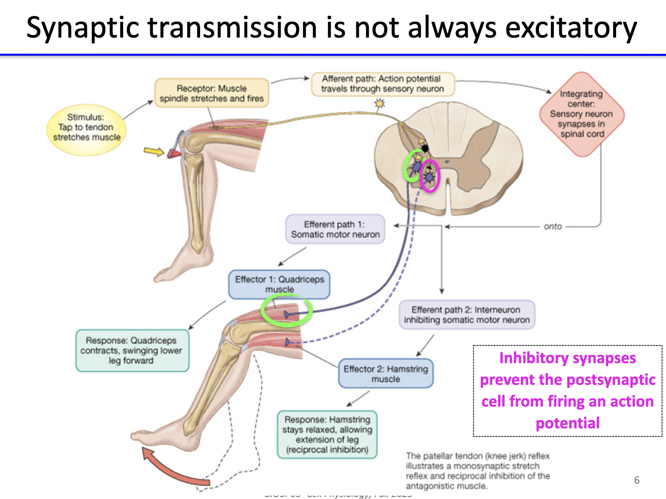 <ul><li><p><strong>Inhibitory synapses</strong> prevent the postsynaptic neuron from firing an <strong>action potential</strong>.</p></li><li><p>They <strong>hyperpolarize</strong> or <strong>stabilize</strong> the membrane potential below threshold.</p></li></ul><p></p>