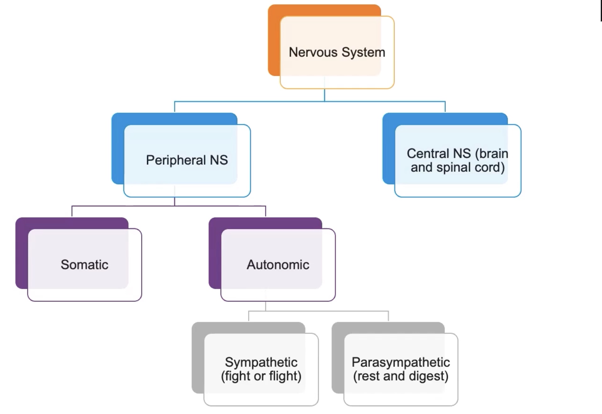 <p>Peripheral nervous system and the central nervous system</p>