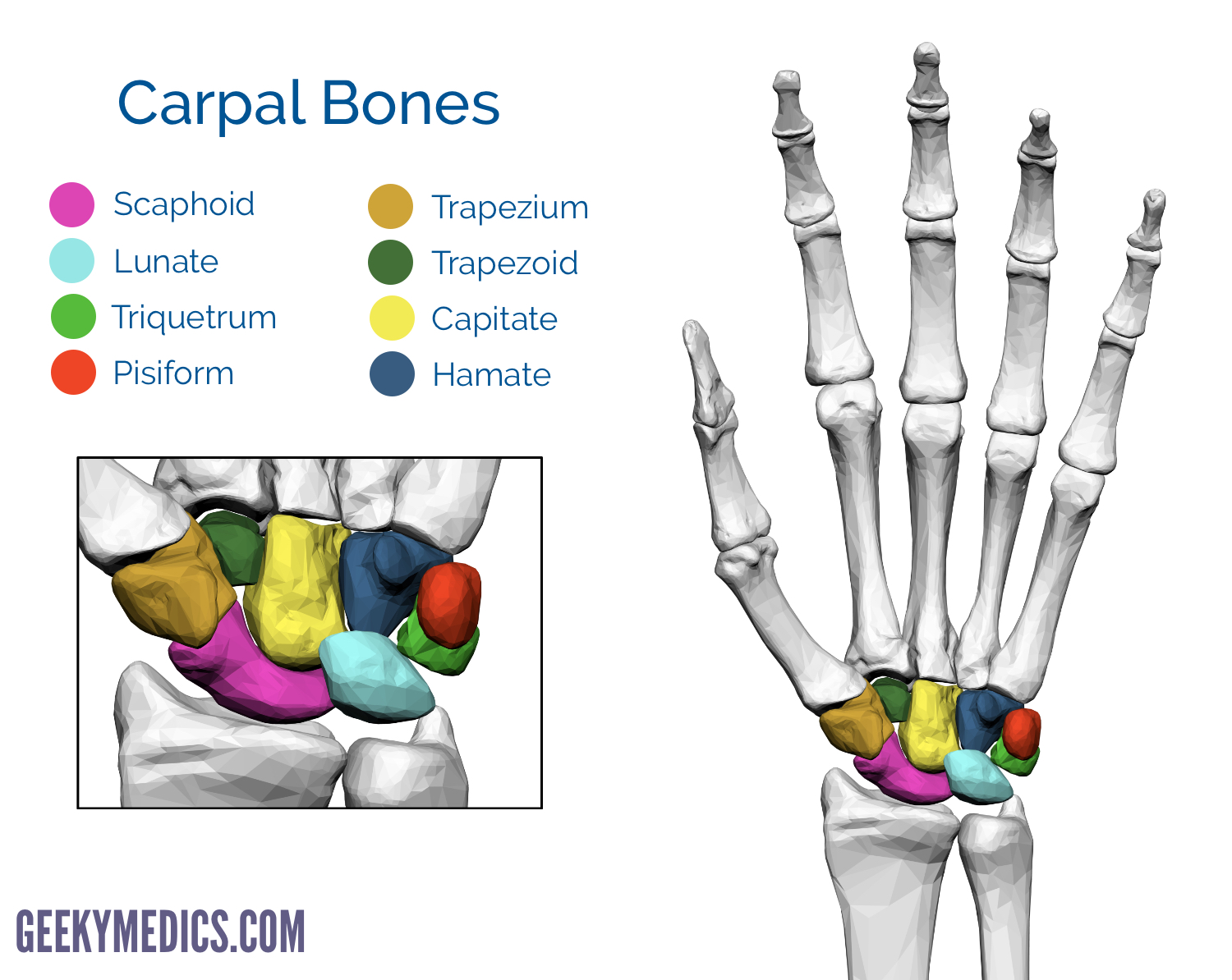 <p>proximal carpals (lateral to medial) </p>