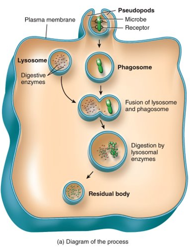 <p>the ingestion of bacteria and other material by macrophages and neutrophils</p>