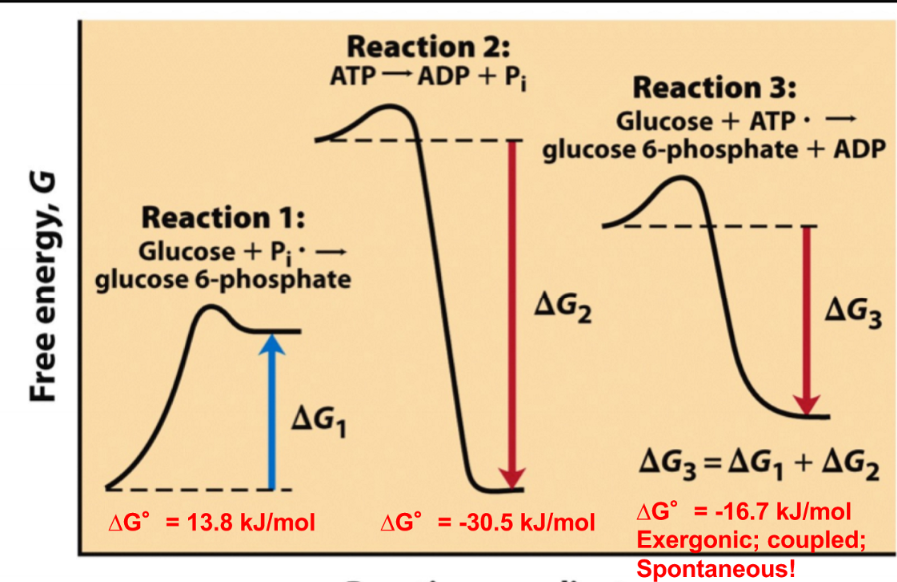 pairing a energetically favorable reaction with an energetically unfavorable reaction (add the delta Gs of both reactions)