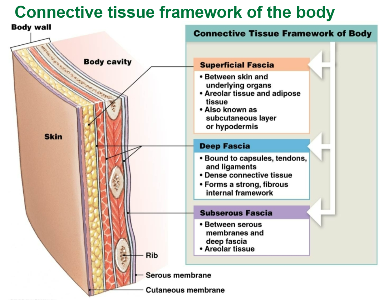 <ol><li><p>Superficial fascia</p><ul><li><p>under skin</p></li><li><p>consists of areolar &amp; adipose tissue</p></li></ul></li><li><p>Deep fascia</p><ul><li><p>continuous w/ capsules, ligaments, &amp; other connective tissue structures</p></li><li><p>consists of dense irregular connective tissue</p></li><li><p>forms strong, fibrous internal framework</p></li></ul></li><li><p>Subserous fascia</p><ul><li><p>between serous membranes &amp; deep fascia</p></li><li><p>consists entirely of areolar tissue</p></li></ul></li></ol><p></p>