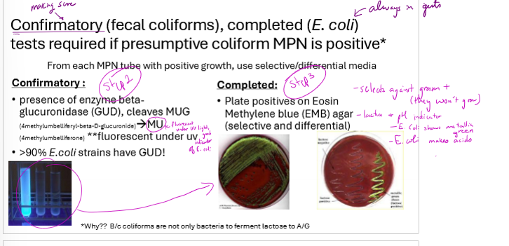 <ol><li><p>presumptibe test: MPN on samples, dilute multiple times, inoculate multiple tubes from each dilution and refer to standardized MPN table for bacteria/mL based on number of positive tubes</p></li><li><p>confirmatory test:  90% of E. coli strains have GUD. from each MPN tube with positive growth, test for presence of GUD cleaving MUG to MU. will be fluorescent.</p></li><li><p>complete test: plate positives from confirmatory test on EMB agar. selects against gram positive bacteria and E. coli will appear metallic green. confirms fecal contamination</p></li></ol><p></p>