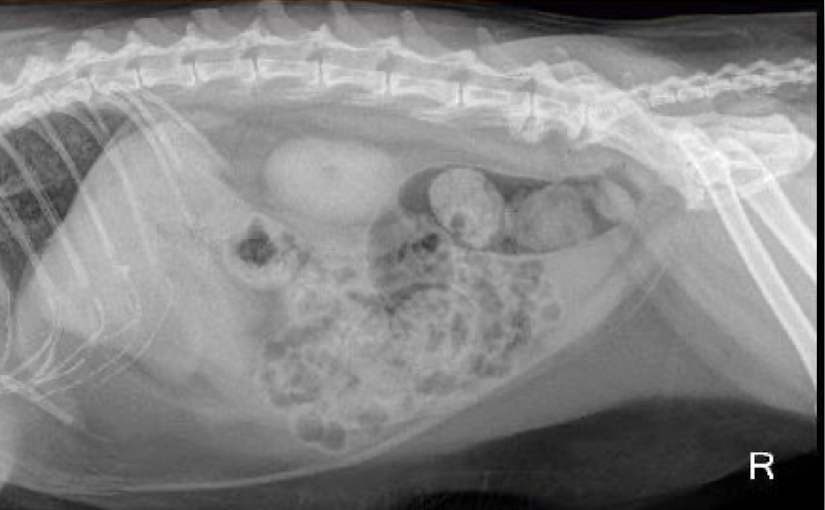 <p>What is this animal most likely suffering from?</p>