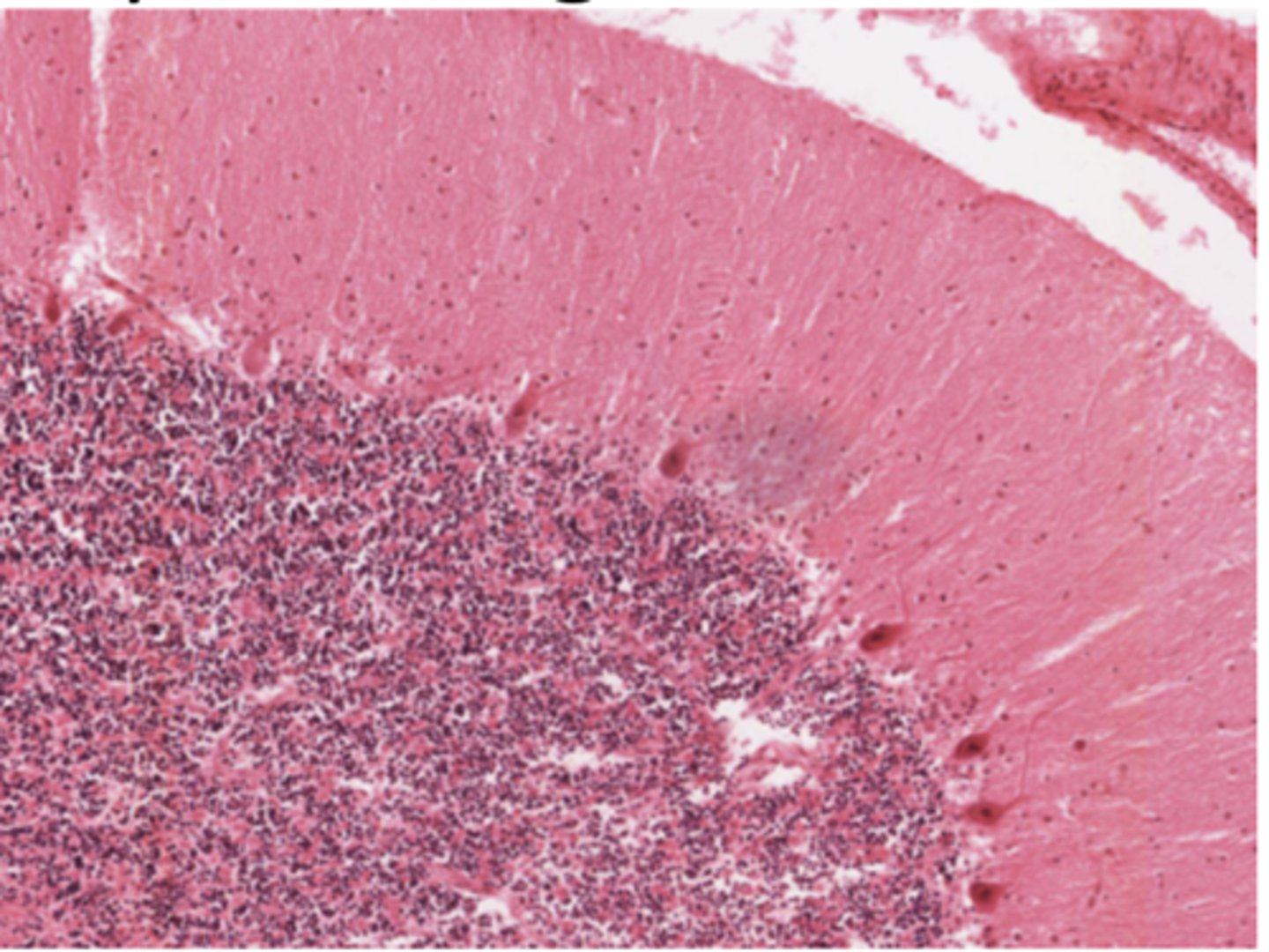 <p>Identify the region of the organ</p>