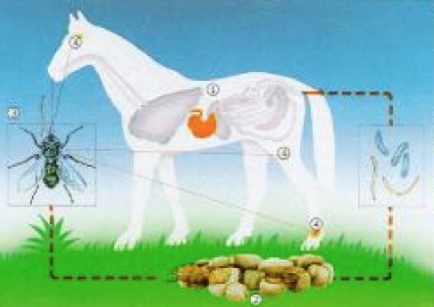 <p>This depicts the life cycle of:</p>