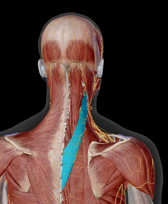 <p>onder:</p><ul><li><p>m. trapezius</p></li><li><p>m. rhomboideus major &amp; minor</p></li><li><p>m. serratus posterior superior</p></li><li><p>m. splenius capitis</p></li></ul><p></p>