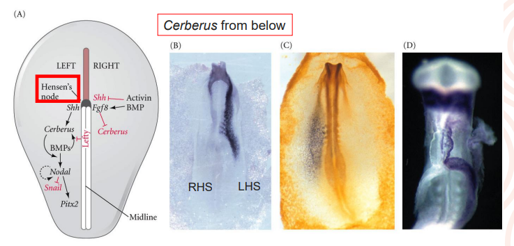 <ol><li><p>to the left hand side of the Hensen’s node, sonic hedgehog protein (encoded by the Shh gene) activates cerberus which causes expression of nodal</p></li><li><p>nodal in turn activates the expression of Pitx2 &gt; gene that confers “leftness” to that side of the body (also expressed in the head region but plays a different role)</p></li></ol>