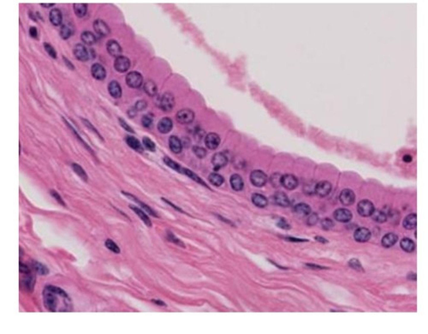 <p>more than 1 layer of cells; apical layer is columnar Typical locations: duct systems</p>