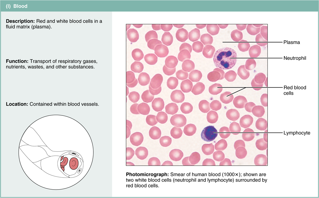 <p>I don’t get blood so study this!</p>