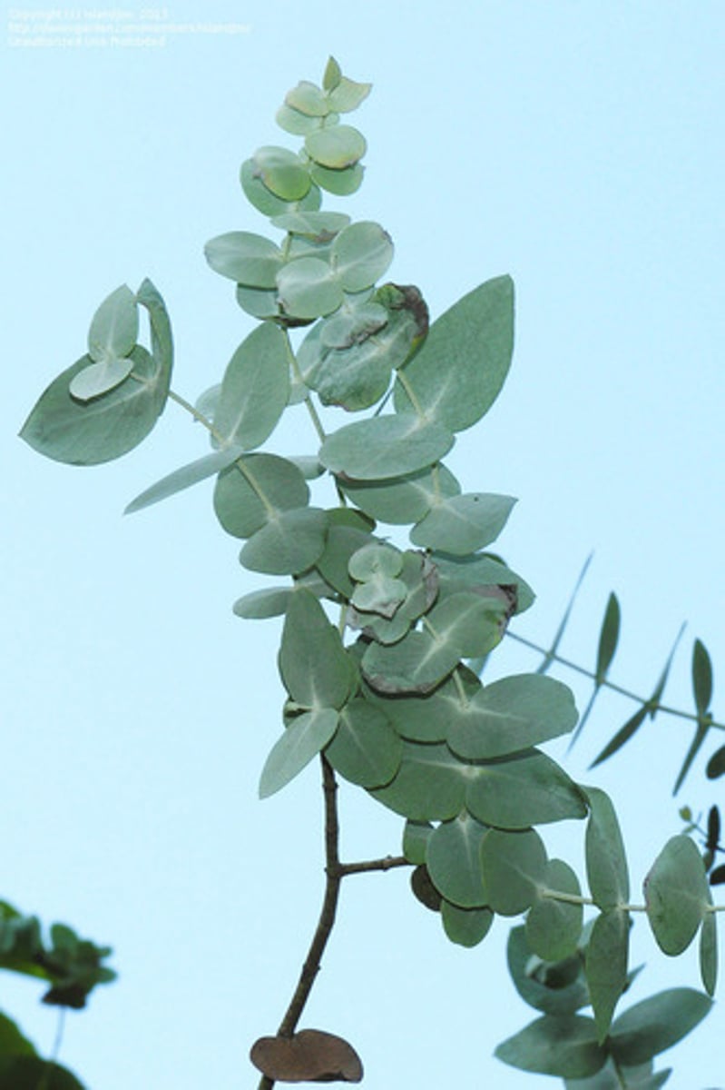 <p>Large evergreen tree with upright growth habit.</p><p>Matures to 30-75'.</p><p>Foliage is aromatic, silver/green and about the size of a one dollar coin.</p><p>Often used in floral arrangements for unique foliage.</p>