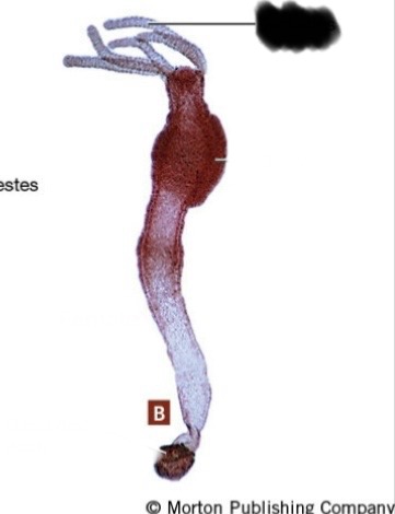 <p>What class is this? What type of reproduction is this? What part is this?</p>