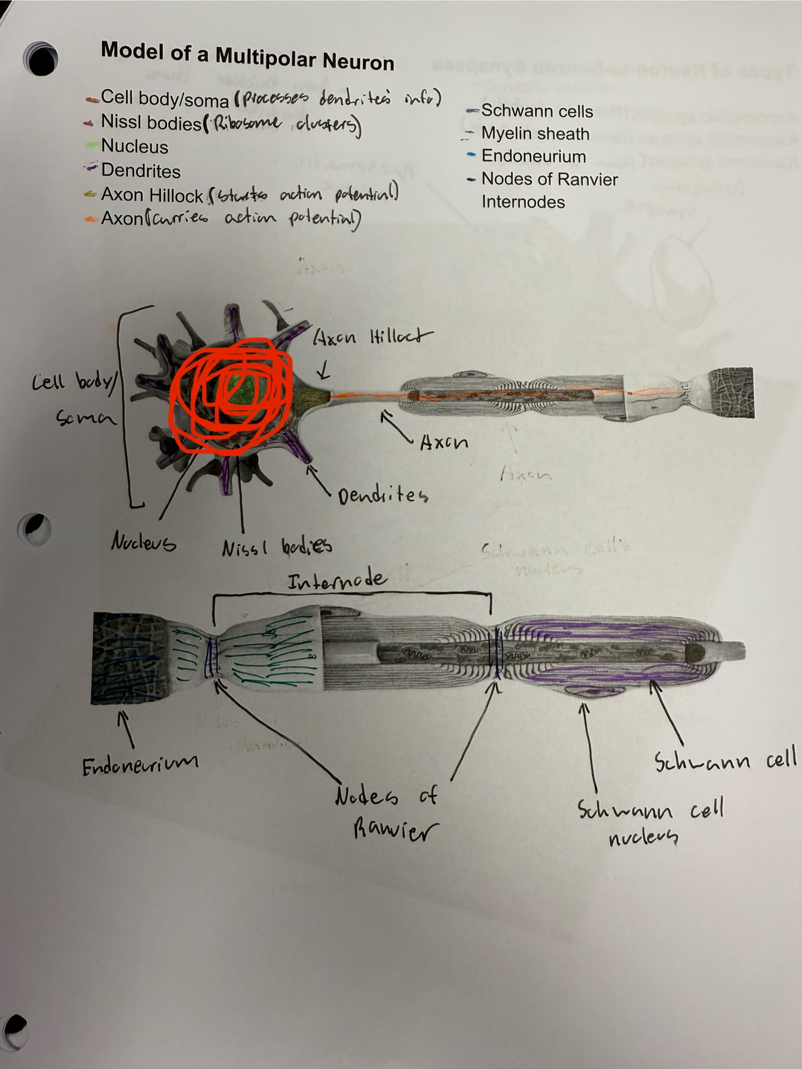 <ul><li><p>Body of a neuron, contains nucleus</p></li><li><p>Processes information from dendrites, creates localized impulse if needed&nbsp;</p></li></ul><p></p>