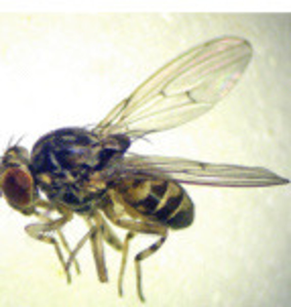 <p>What fly is this?</p>