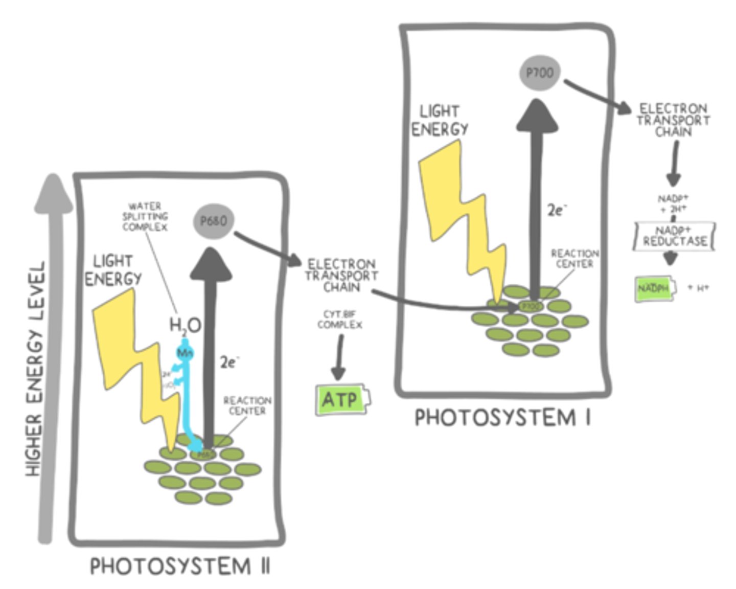 <p>photolysis → Photosystem II (P680) → primary ETC→ Photosystem I (P700) → secondary ETC → NADP+ reductase to make NADPH</p>