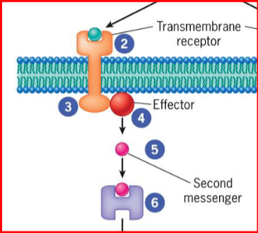 <ul><li><p>generated when receptor transmits signal from cytoplasmic domain to nearby enzyme</p></li><li><p>second messenger/enzyme</p></li><li><p>small molecules that act as activators/inhibitors of specific proteins</p></li><li><p>diffuses through cytosol or remains embedded in lipid bilayer of membrane</p></li></ul><p></p>