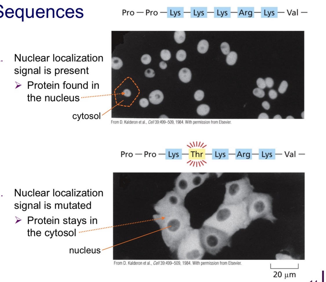 <p>If mutated, not recognized by sorting receptor — stays in the cytosol</p>