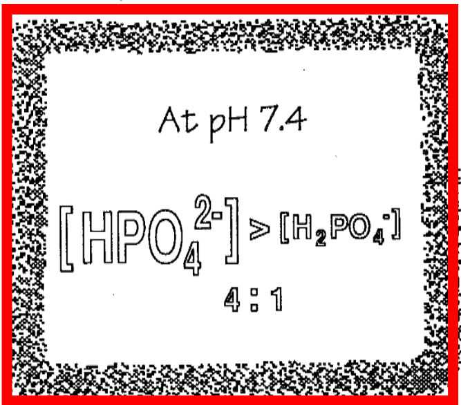 <ol><li><p>Two major forms</p><ol><li><p>Di-H</p><ol><li><p>H2PO4-</p></li></ol></li><li><p>Mono-H-</p></li><li><p>HPO4(2-)</p></li></ol></li><li><p>Does not exist at pH 7.4</p><ol><li><p>PO4(3-)</p></li></ol></li><li><p>At pH 7.4</p><ol><li><p>CHECK IMAGE</p></li></ol></li></ol>
