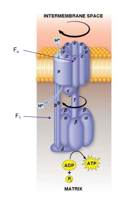<ul><li><p>F<sub>1</sub>F<sub>o</sub>&nbsp;ATPase generates ATP by coupling H+ transport with ATP synthesis</p></li><li><p>Both complexes attached and embedded in inner membrane</p></li><li><p>F<sub>o</sub>&nbsp;acts as a proton translocator, the channel through which protons flow across the membrane&nbsp;</p></li><li><p>F<sub>o</sub>&nbsp;provides channel for exergonic flow of protons</p></li><li><p>F<sub>1</sub>&nbsp;carries out ATP synthesis powered by proton gradient</p></li><li><p>Together they form a complete ATP SYNTHASE</p></li></ul><p></p>