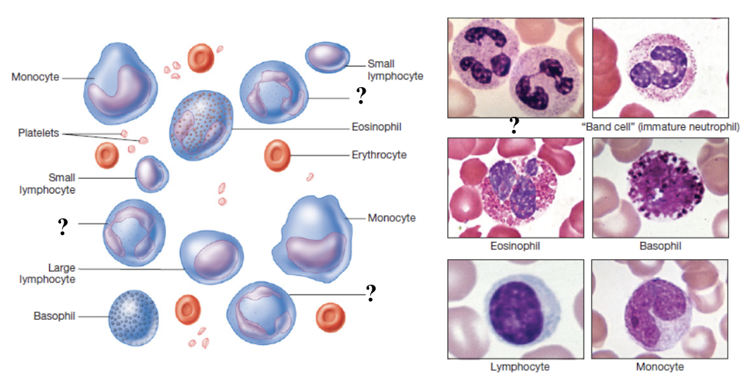 <p>function as first responders to infection by ingesting and destroying bacteria and cellular debris using enzymes and antimicrobial chemicals </p><ul><li><p>most numerous leukocyte, making up 60 to 70% of total white blood cells </p></li><li><p>low levels indicate bone marrow suppression or severe infection</p></li></ul><p></p>