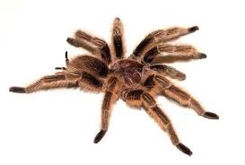 1. 4 pairs of legs
2. body has 2 parts: cephalothorax + abdomen