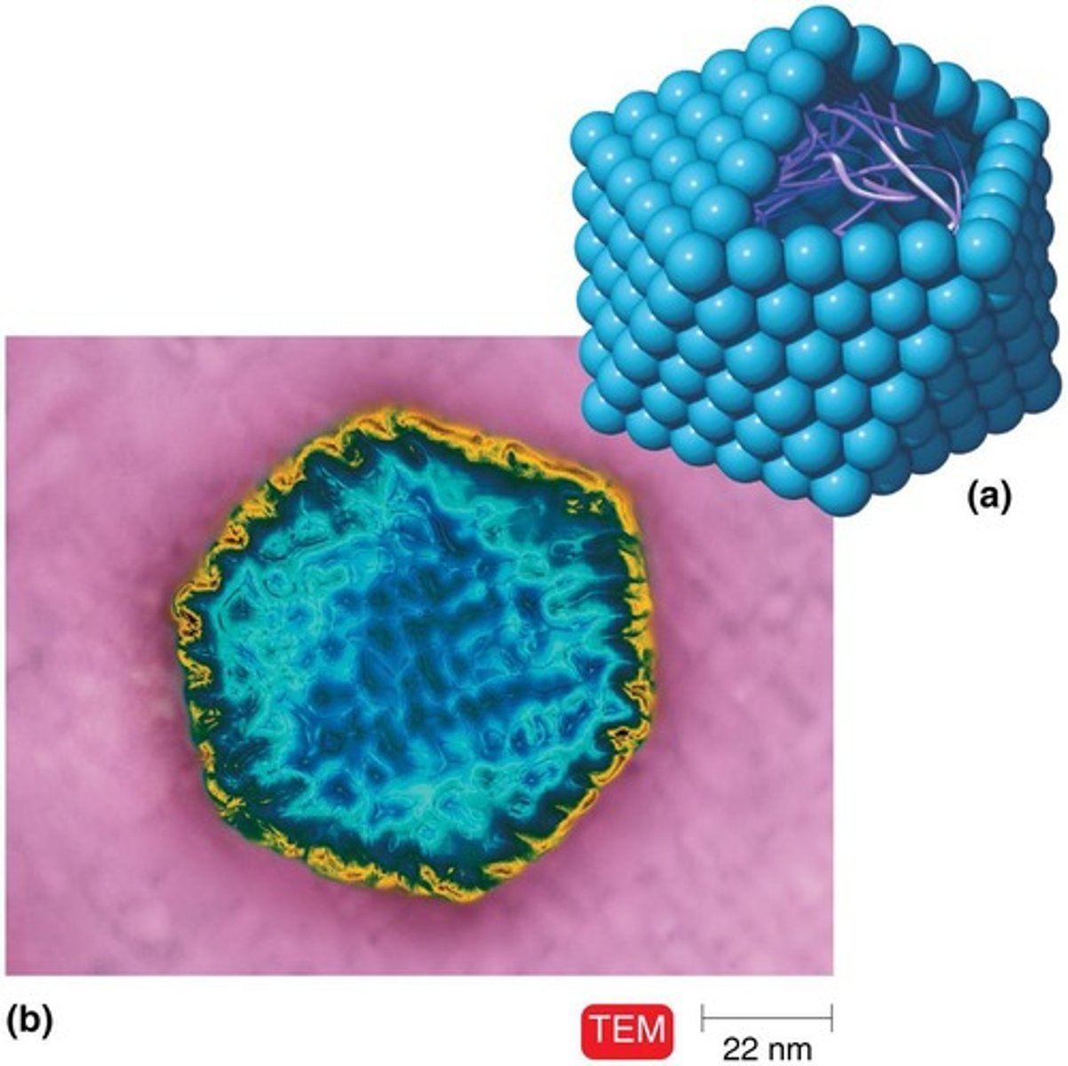 <p>Protective layer surrounding viral nucleic acid.</p>