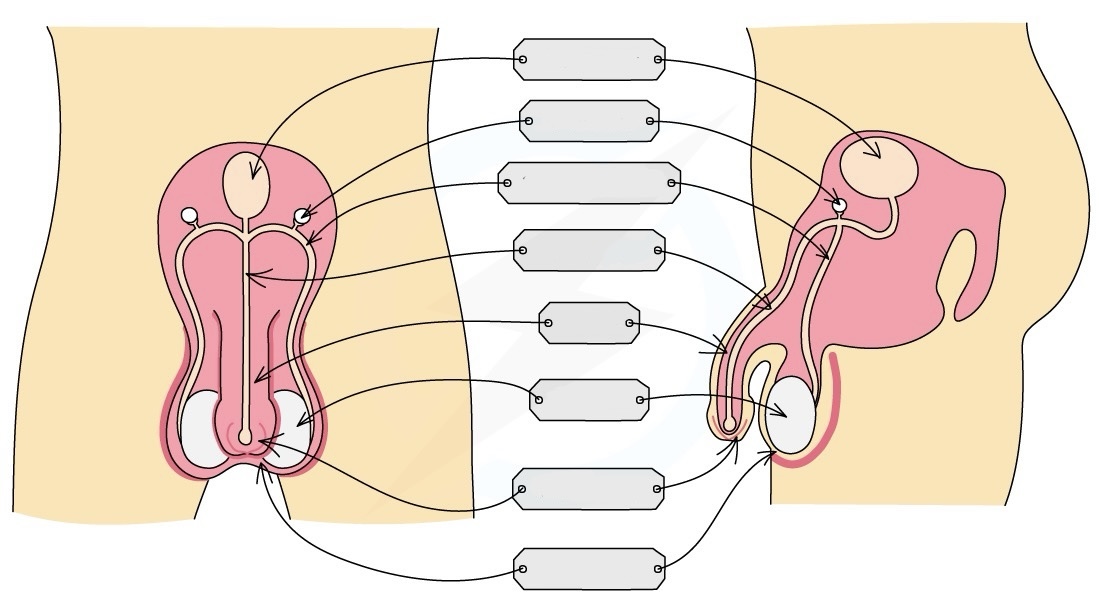 <p>What are the parts of the male reproductive organ?</p>