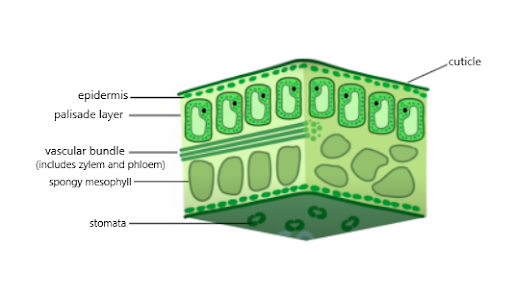 <ul><li><p>Cuticle</p></li><li><p>Epidermis</p></li><li><p>Palisade layer</p></li><li><p>Vascular bundle (xylem and phloem)</p></li><li><p>Spongey mesophyll</p></li><li><p>Stomata</p></li></ul>