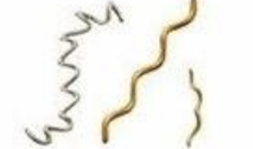 long, slender, spiral shaped bacteria