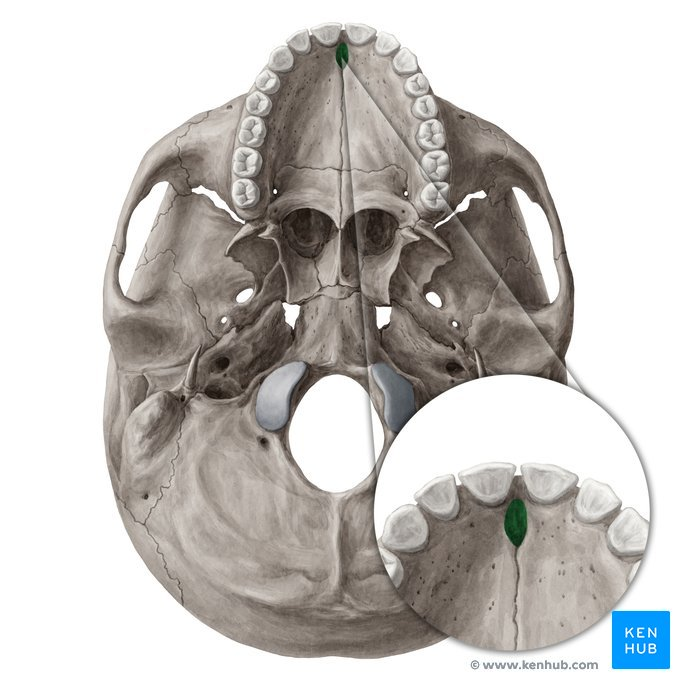 <p>name this bone or bone marking?</p>