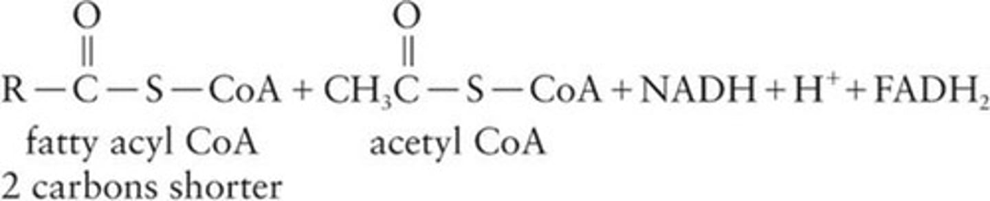 <p>Activated fatty acid ready for β-oxidation.</p>